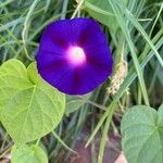 Ipomoea tricolor Flor