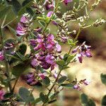 Lespedeza violacea फूल