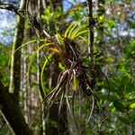 Tillandsia variabilis 葉