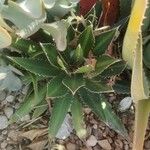 Agave lophantha Листок