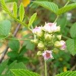 Rubus coreanus Flower