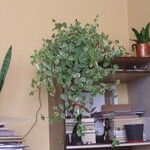 Peperomia scandens Liść