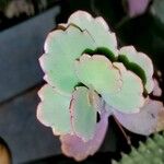 Kalanchoe laxifloraপাতা