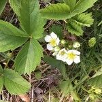 Fragaria virginiana Flower