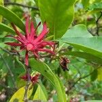 Illicium floridanum Flower