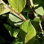 Salix aurita Листок