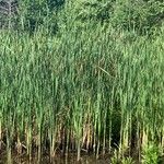 Typha × glauca Leaf