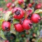 Cotoneaster nanshan Other