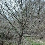 Salix discolor Habitat