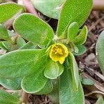 Portulaca oleracea Blüte