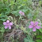 Geranium viscosissimum Kukka