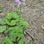 Verbena bipinnatifida Цвят