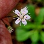 Saxifraga umbrosa Flor