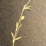Sagina pilifera ফুল