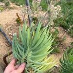 Dudleya edulis Hoja