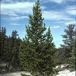 Pinus aristata आदत