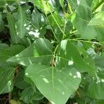 Erythrina amazonica Yaprak