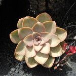 Aeonium hierrense Blatt