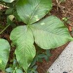 Arisaema ringens List