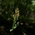 Botrychium matricariifolium Virág