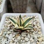 Agave lophantha Листок