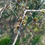 Ulmus glabra Folha