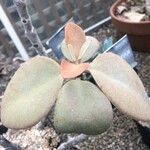 Kalanchoe orgyalis برگ