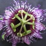 Passiflora menispermifolia Λουλούδι