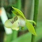 Eulophia pulchra Flower