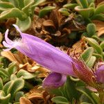 Penstemon davidsonii Blüte