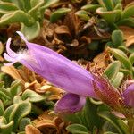 Penstemon davidsonii Blomst