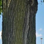 Acer platanoides Casca