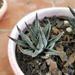 Haworthia attenuataഇല