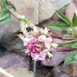 Trifolium amabile Kukka