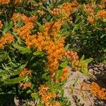 Asclepias tuberosaFlower