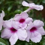 Pandorea jasminoides Цветок