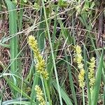 Carex vulpinoidea Flor