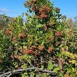 Photinia arbutifolia Ovoce