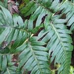 Woodwardia radicans ഇല