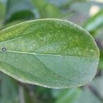 Bignonia magnifica Leaf