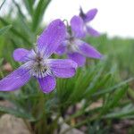 Viola pedatifida Cvet