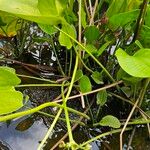 Echinodorus grandiflorus Hábito