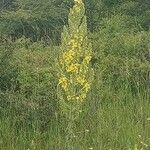 Verbascum speciosumFlower