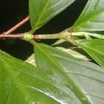 Bertiera bracteosa Leaf