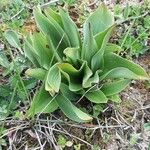 Anacamptis fragrans Folio