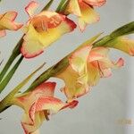 Gladiolus dalenii Altul/Alta
