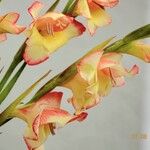 Gladiolus dalenii Anders