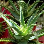 Aloe arborescens Liść
