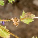 Campanula erinus Leaf