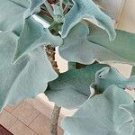 Kalanchoe beharensis Hoja
